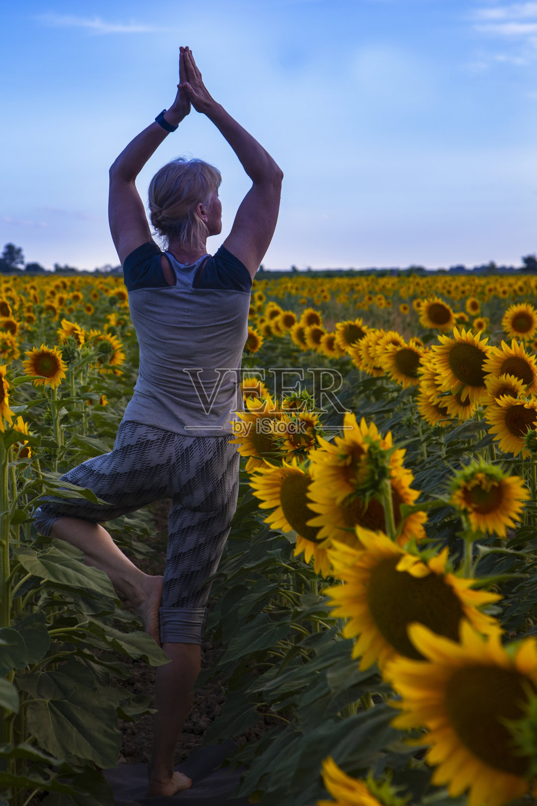 一名上了年纪的美丽女子正在向日葵地里练瑜伽照片摄影图片