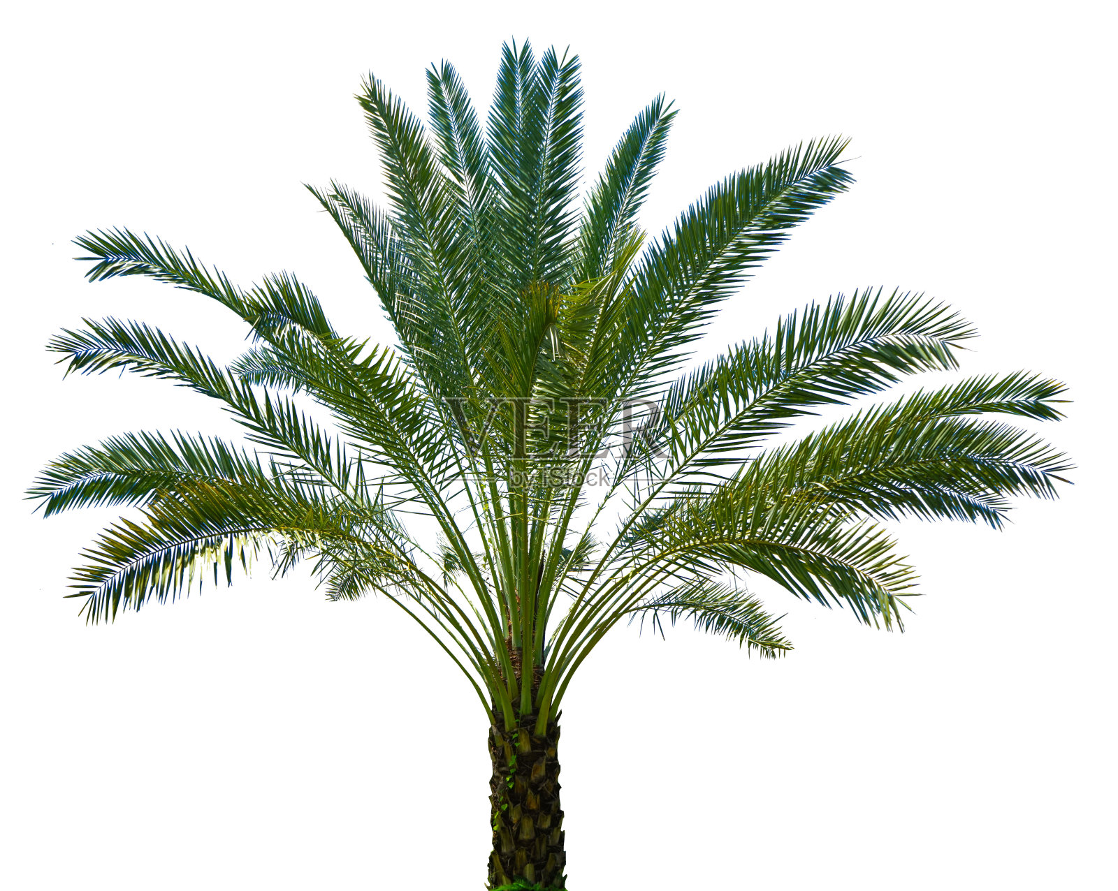 树木被隔离在白色背景上照片摄影图片