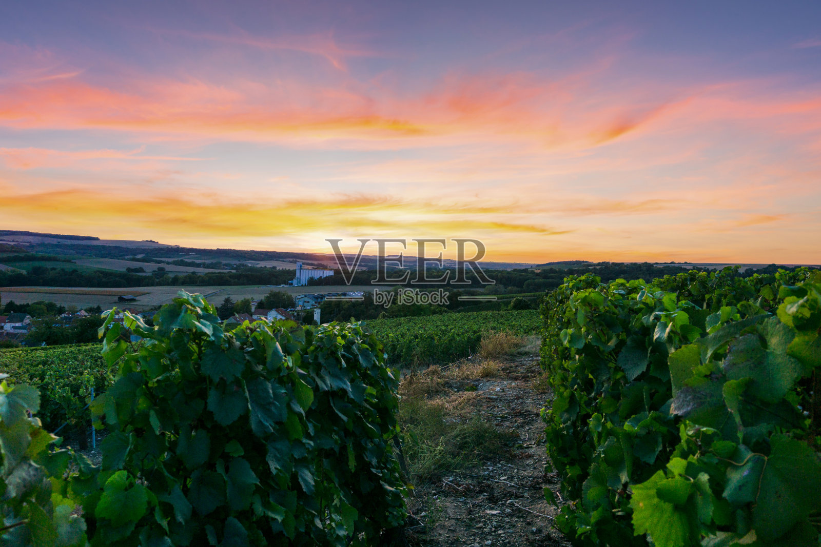 列葡萄在朗斯山的香槟葡萄园的葡萄照片摄影图片