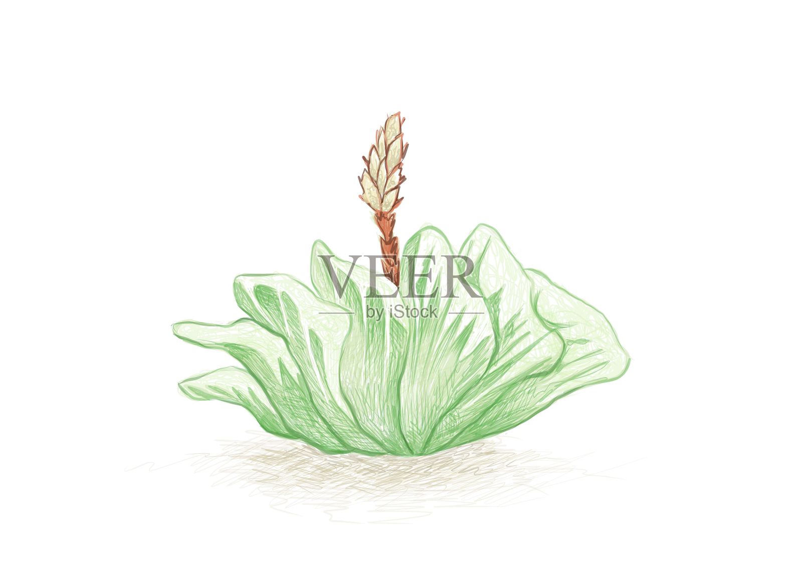 肉质植物的手绘草图插画图片素材