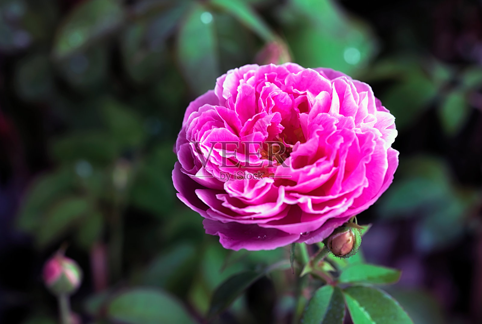 花园里美丽的粉红色玫瑰照片摄影图片