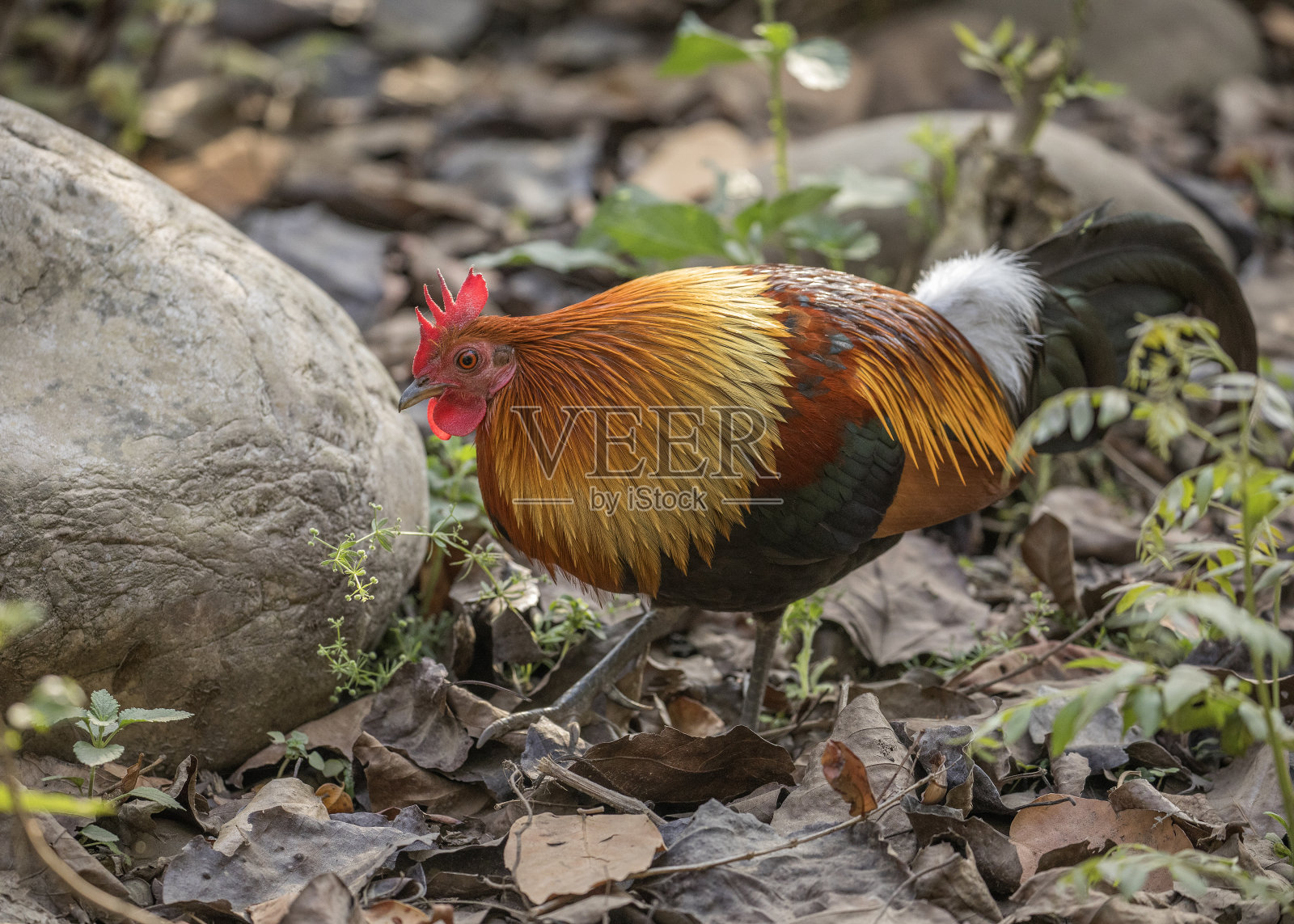 红原鸡照片摄影图片