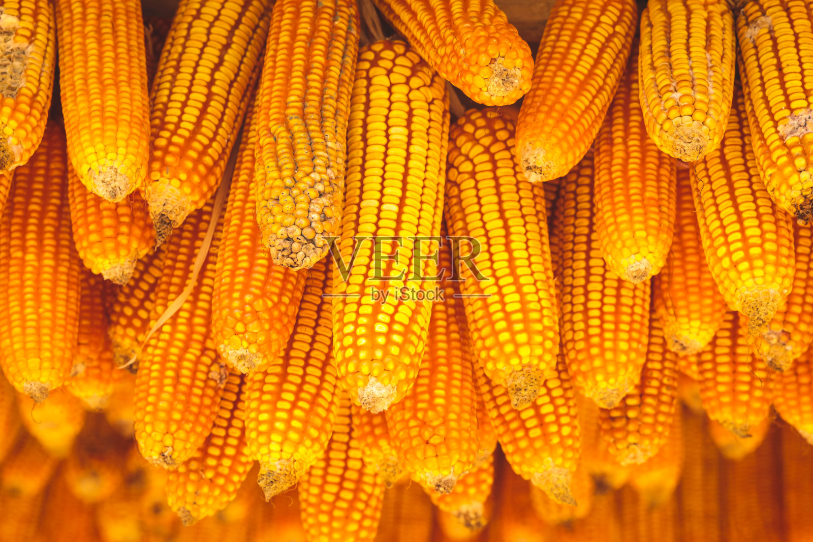 成熟的干黄玉米棒挂在屋顶上照片摄影图片