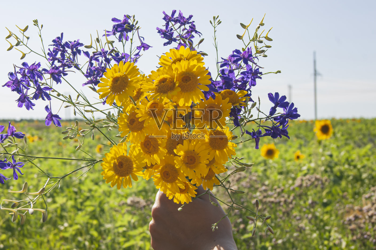 五颜六色的野花。明亮和快乐的。自然背景的花。照片摄影图片