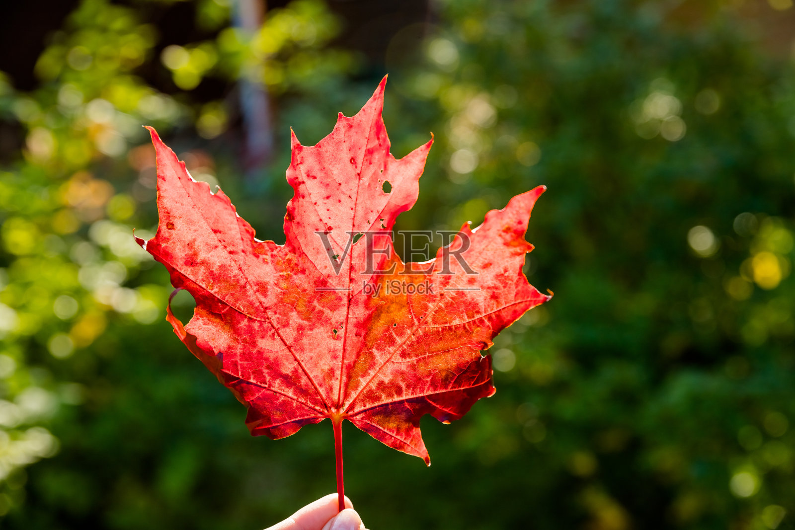 女性手握多彩的枫叶与自然模糊的背景与阳光的光线。秋天的时间的季节。公园里温暖的秋日。手与明亮的叶子与阳光照片摄影图片