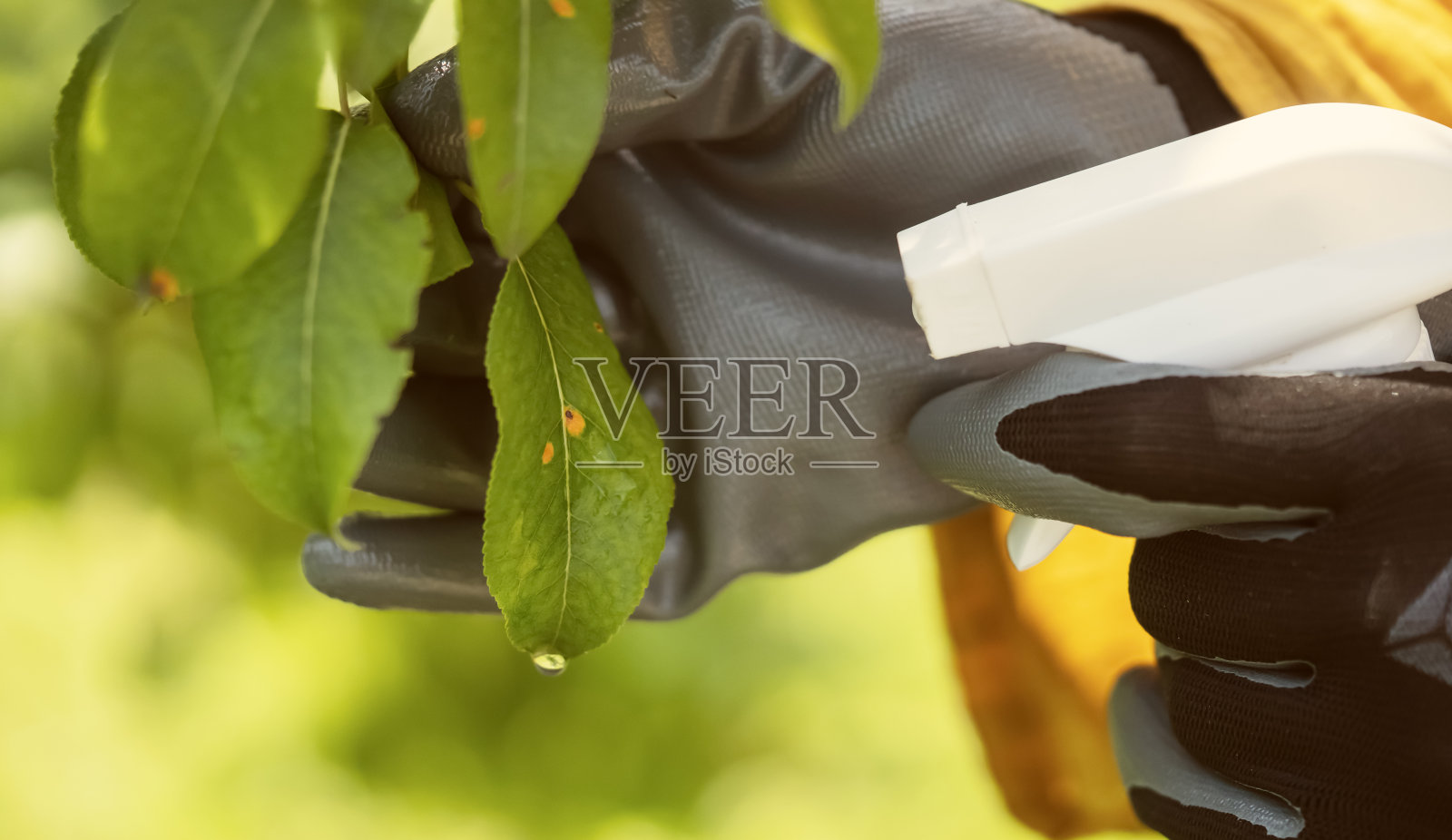 戴着手套的手用杀虫剂处理树叶来治疗疾病照片摄影图片