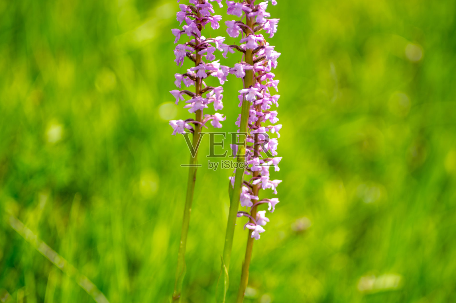 桔梗花，芳香的兰科闭合在草地上照片摄影图片