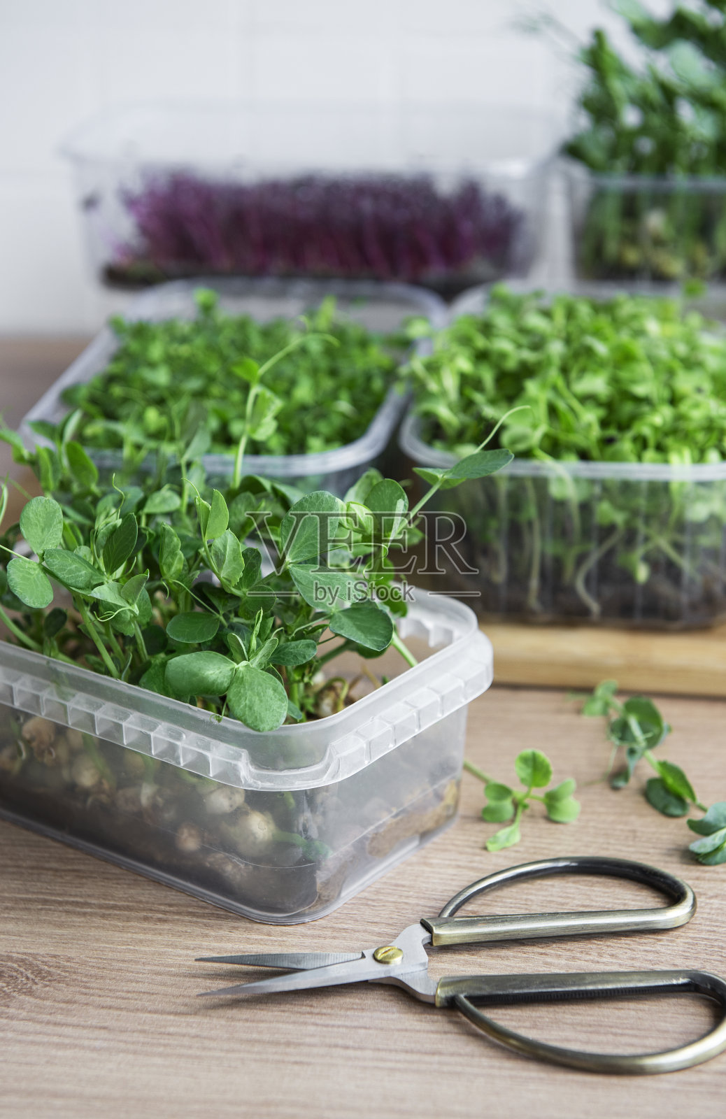 木桌上各种各样的绿色蔬菜照片摄影图片