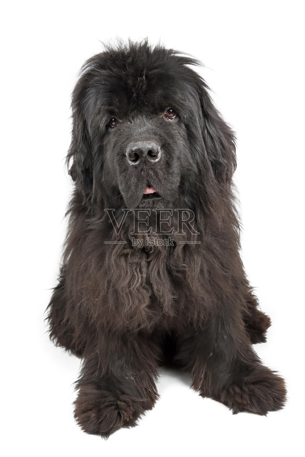 纽芬兰犬照片摄影图片