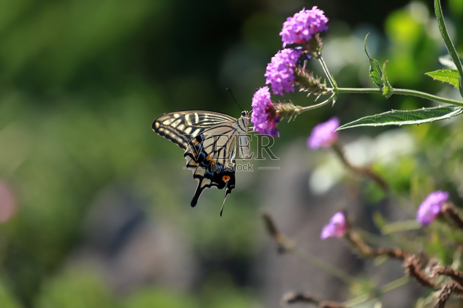 燕尾蝶照片摄影图片