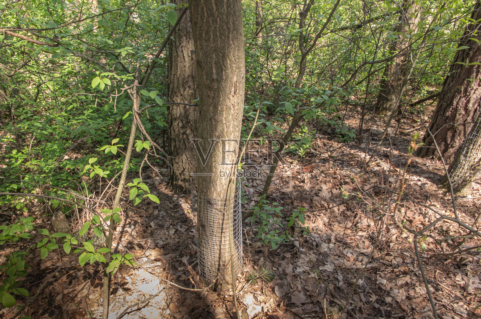 用铁丝网包裹的树干用来吓跑啮齿动物(海狸)照片摄影图片