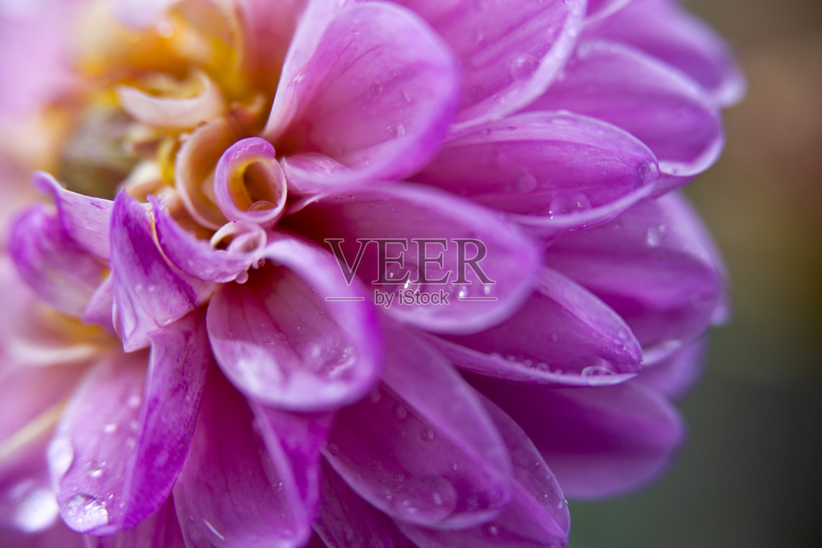 粉红色的大丽花生长在花园里。照片摄影图片