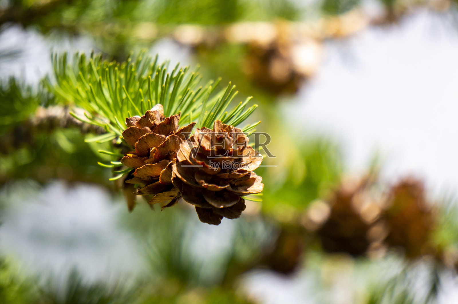 蒙古美丽的草地上有花照片摄影图片