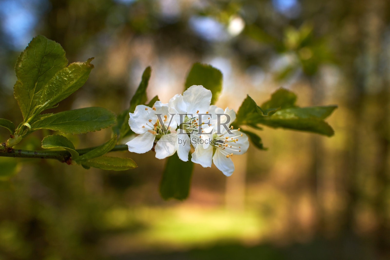 树枝上一朵白色花的特写照片摄影图片