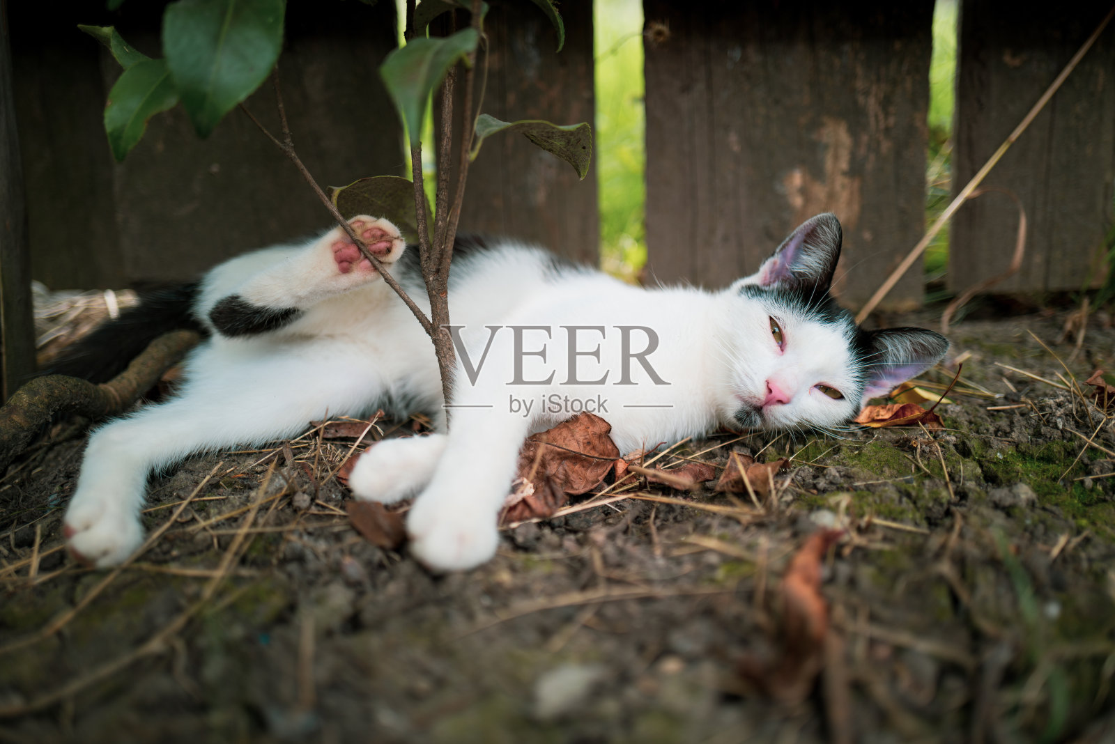 可爱的懒猫躺在户外照片摄影图片