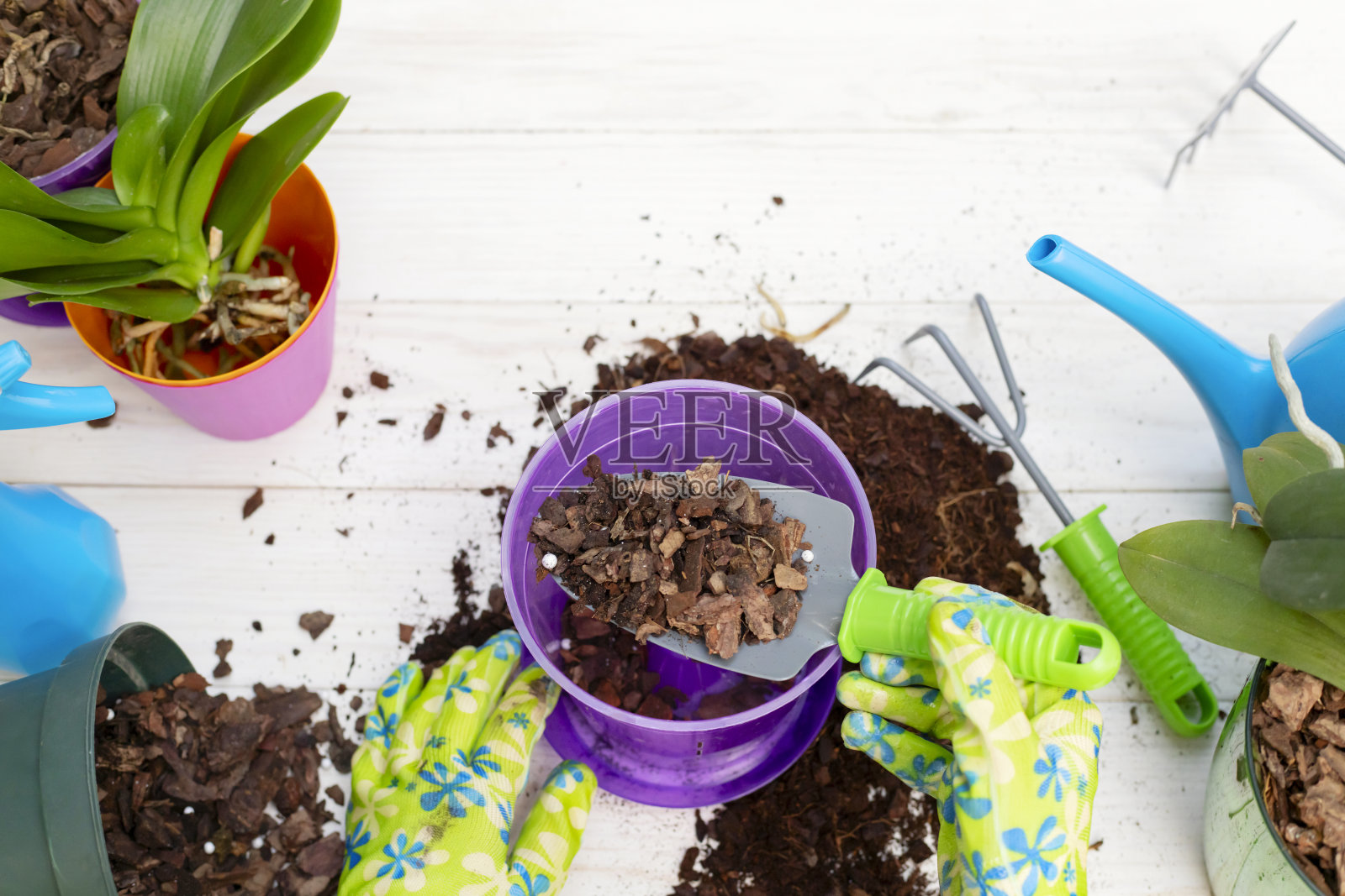 移植植物兰花。戴着手套的妇女正在把兰花移植到白色木桌上的新花盆里。照片摄影图片