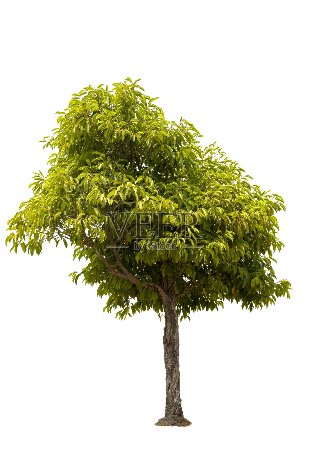 一棵孤立在白色背景上的大树照片摄影图片