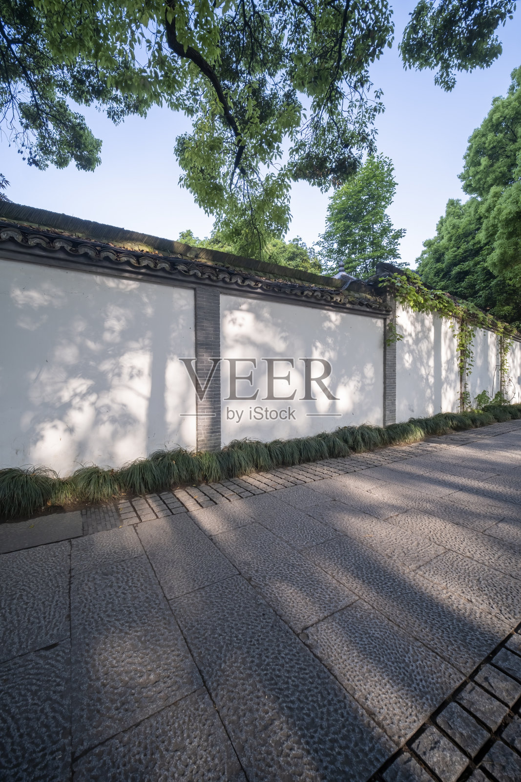 阳光下白色墙壁上的树影照片摄影图片