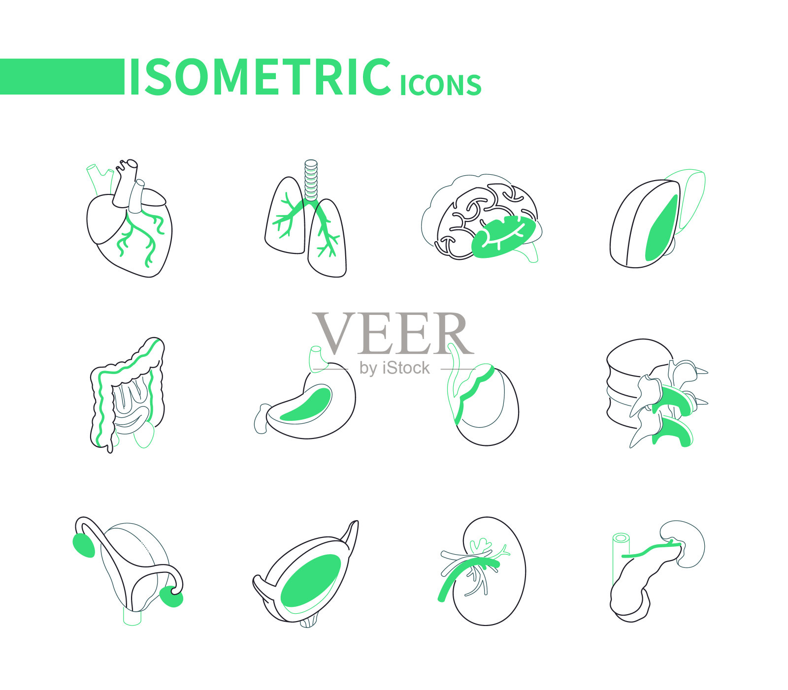 人体内部器官-线等距图标设置图标素材