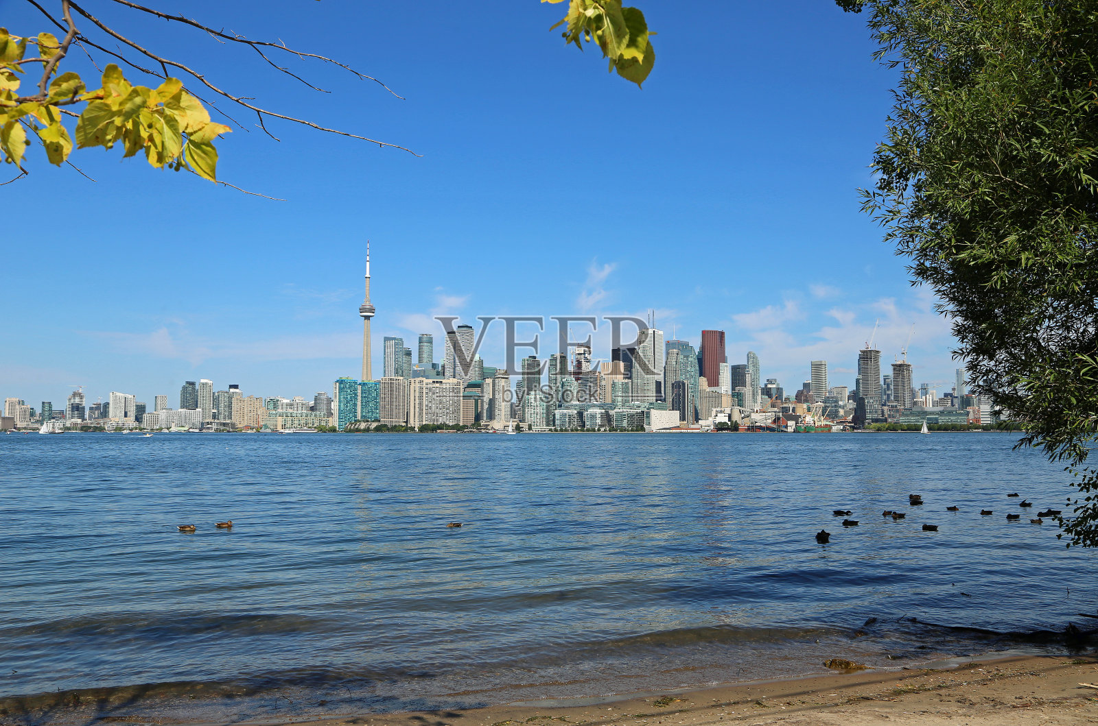 站在多伦多岛的岸边照片摄影图片