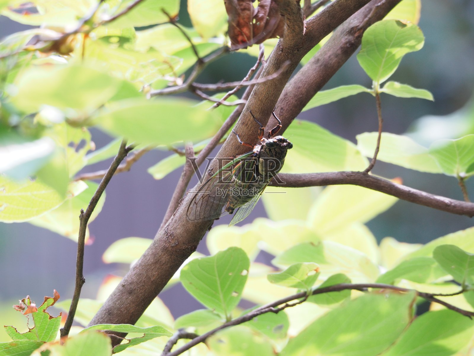 蝉照片摄影图片