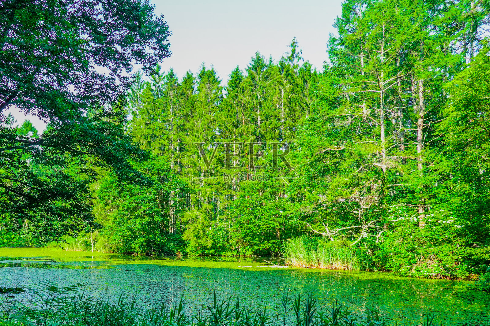 柳泽塘(长野市、长野县)是珍稀的森蛙原生种照片摄影图片