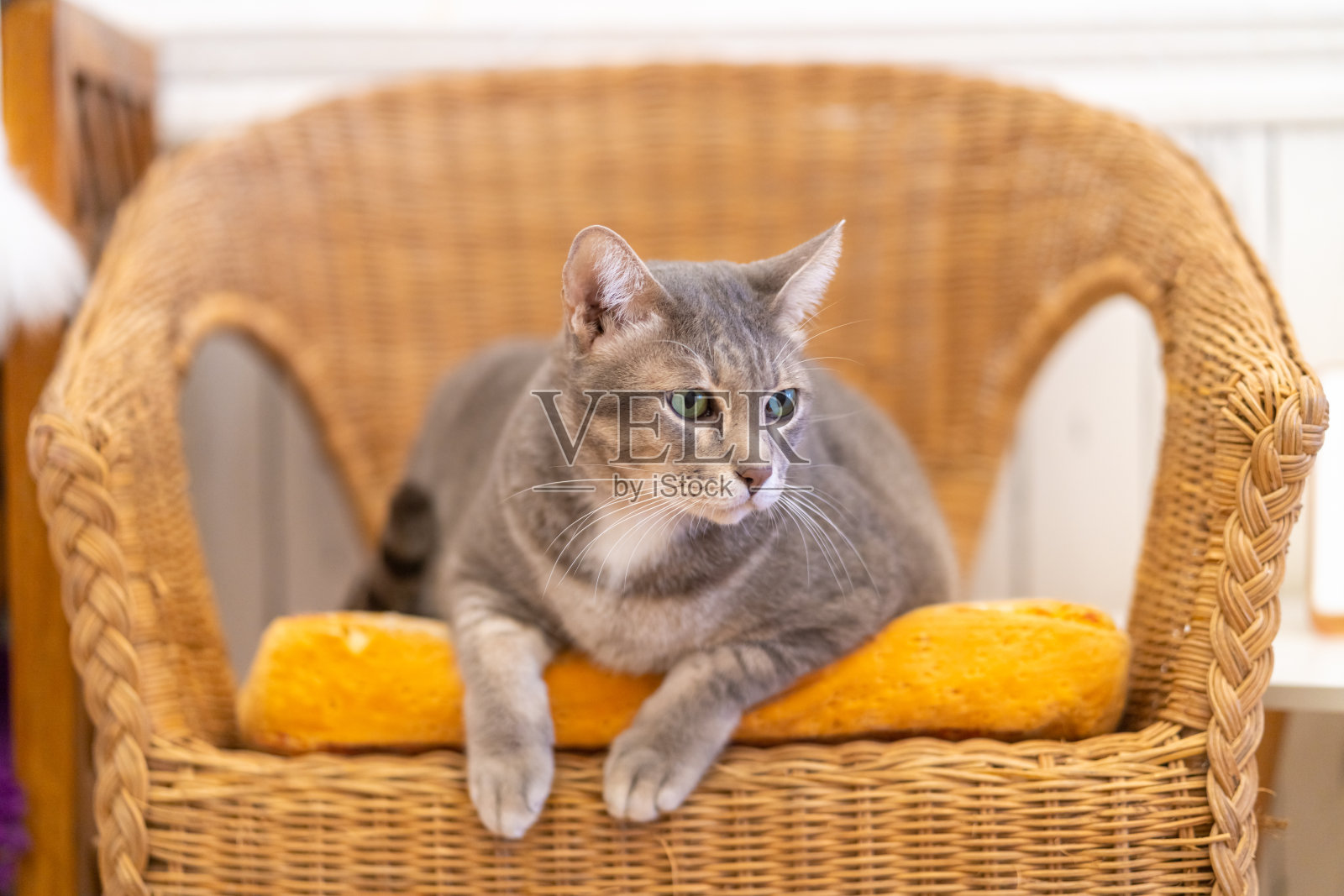 胖虎斑猫躺在椅子上，环顾着房间照片摄影图片