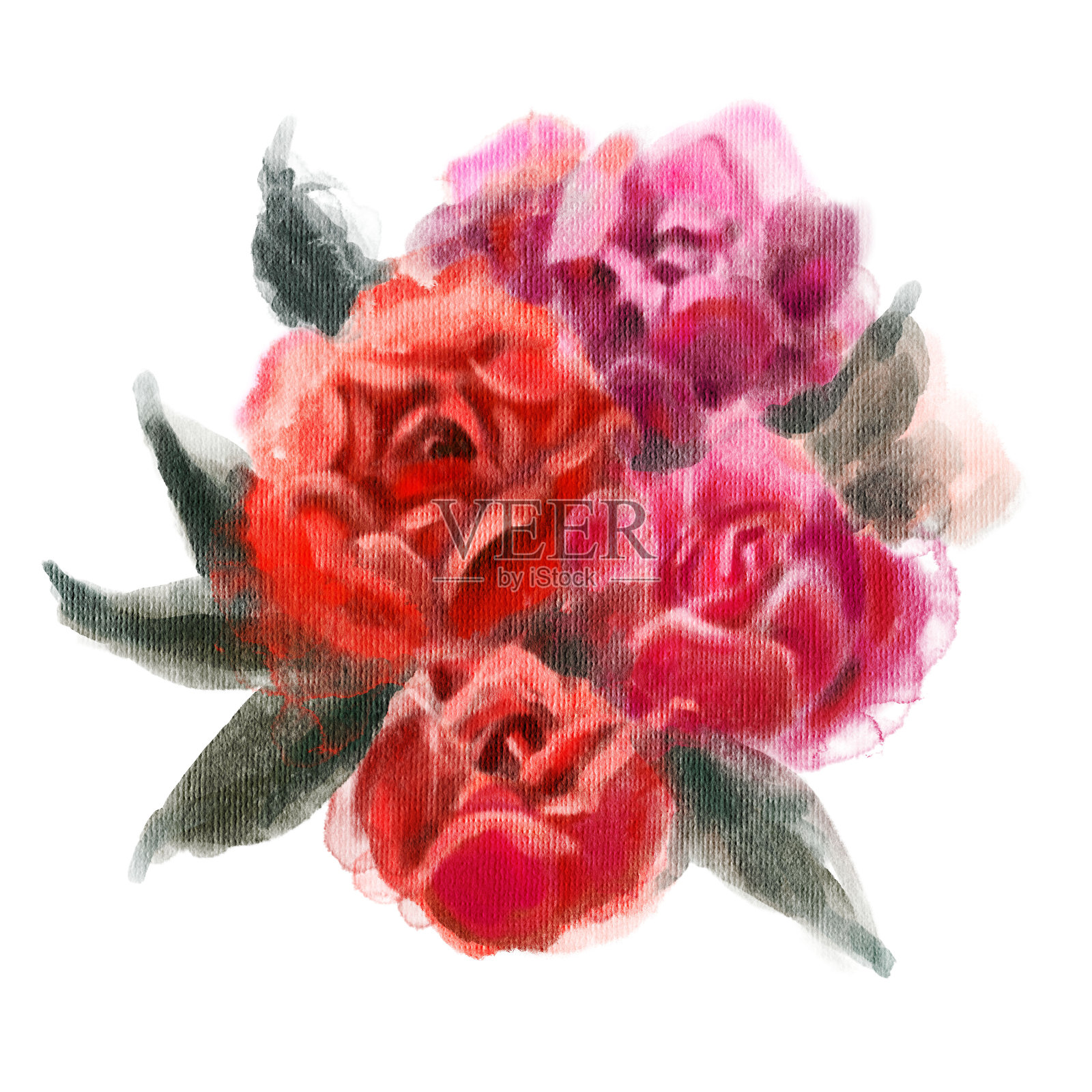 红玫瑰插画图片素材