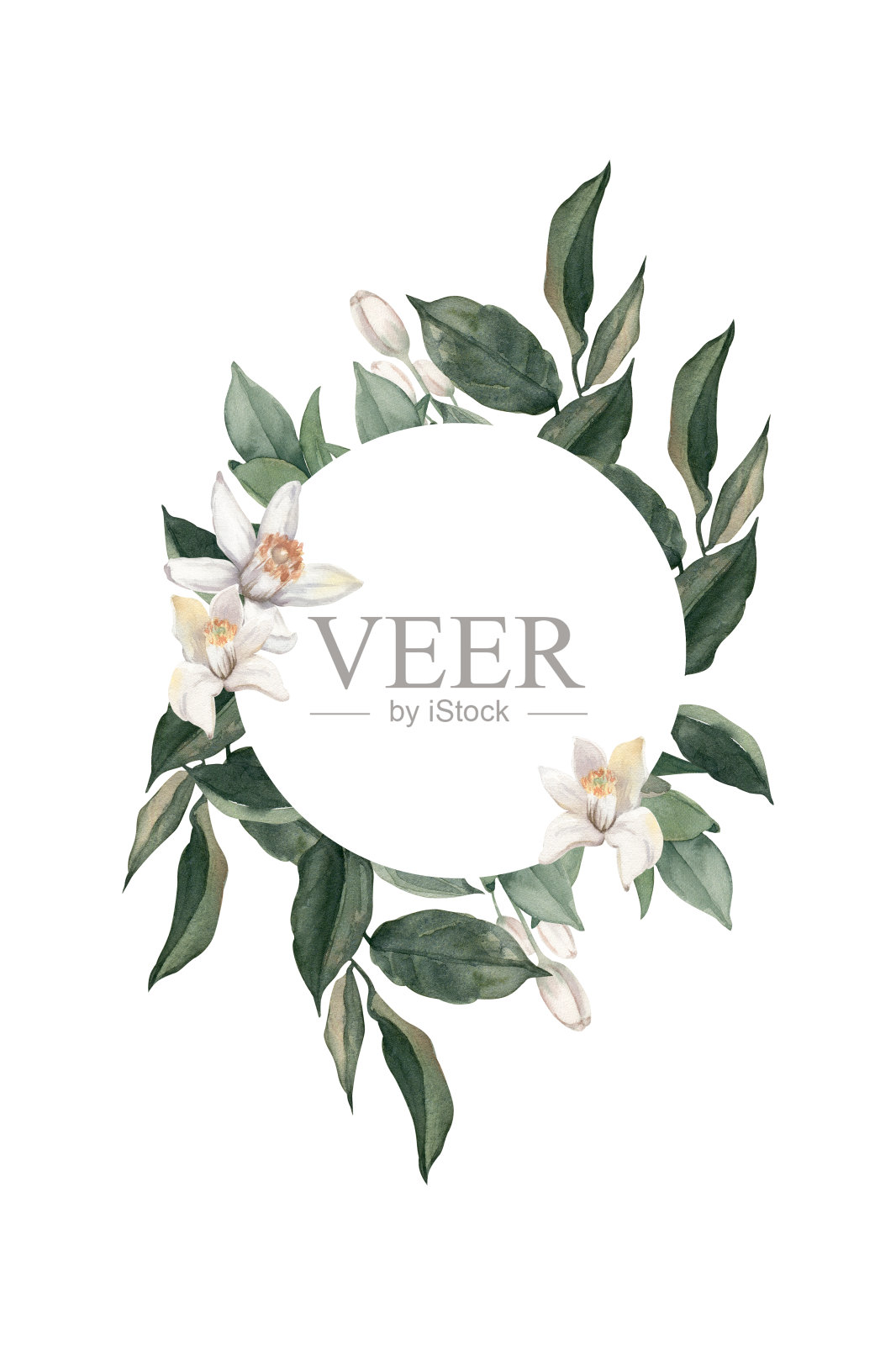 水彩手绘框架与柑橘花和树枝。插画图片素材