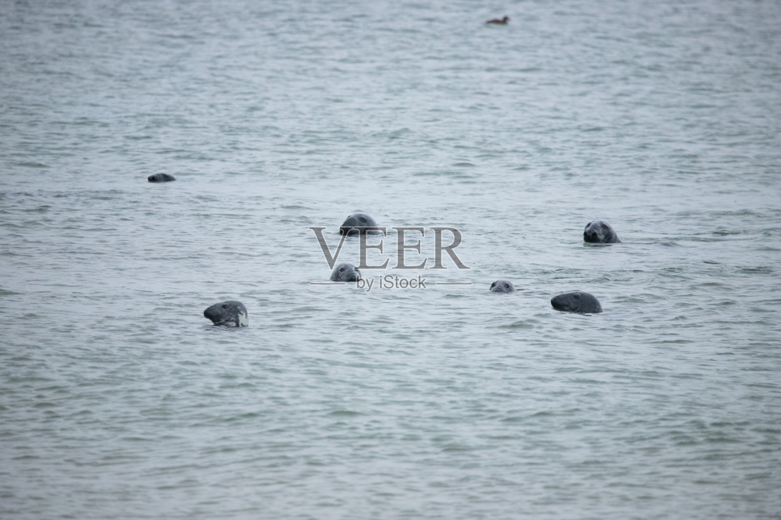 灰色的海豹照片摄影图片