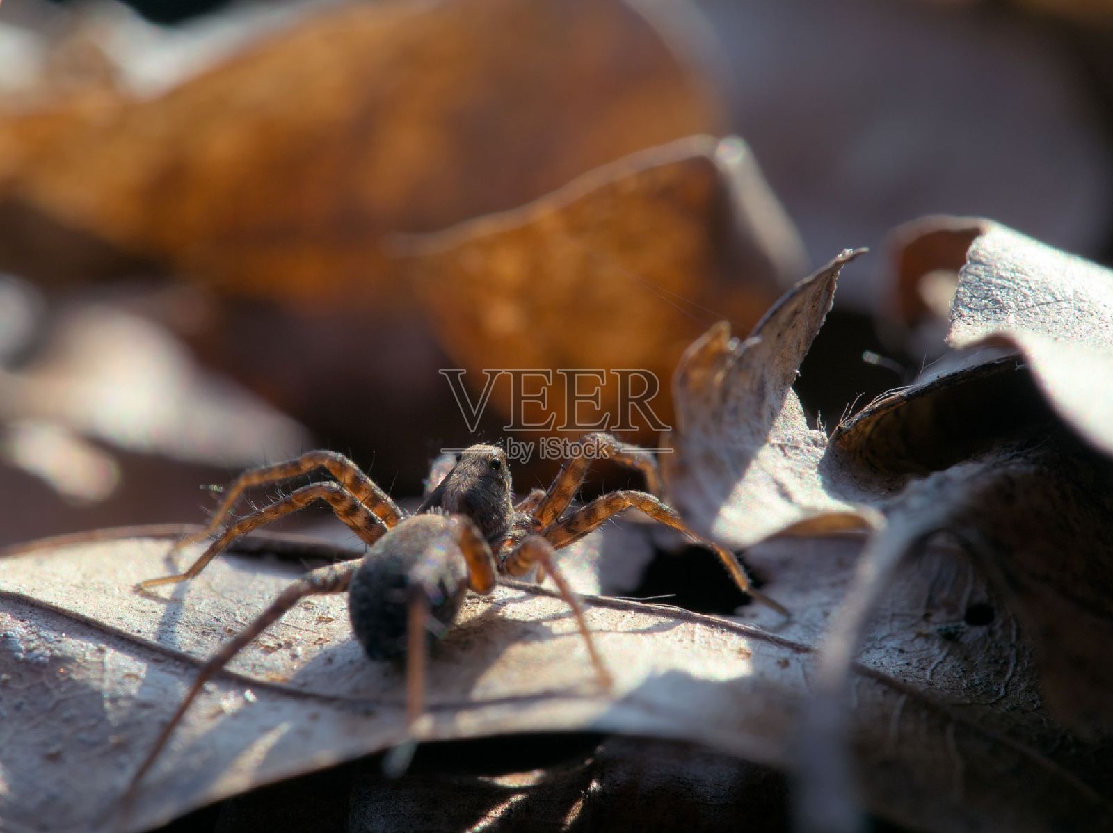 近距离照片摄影图片