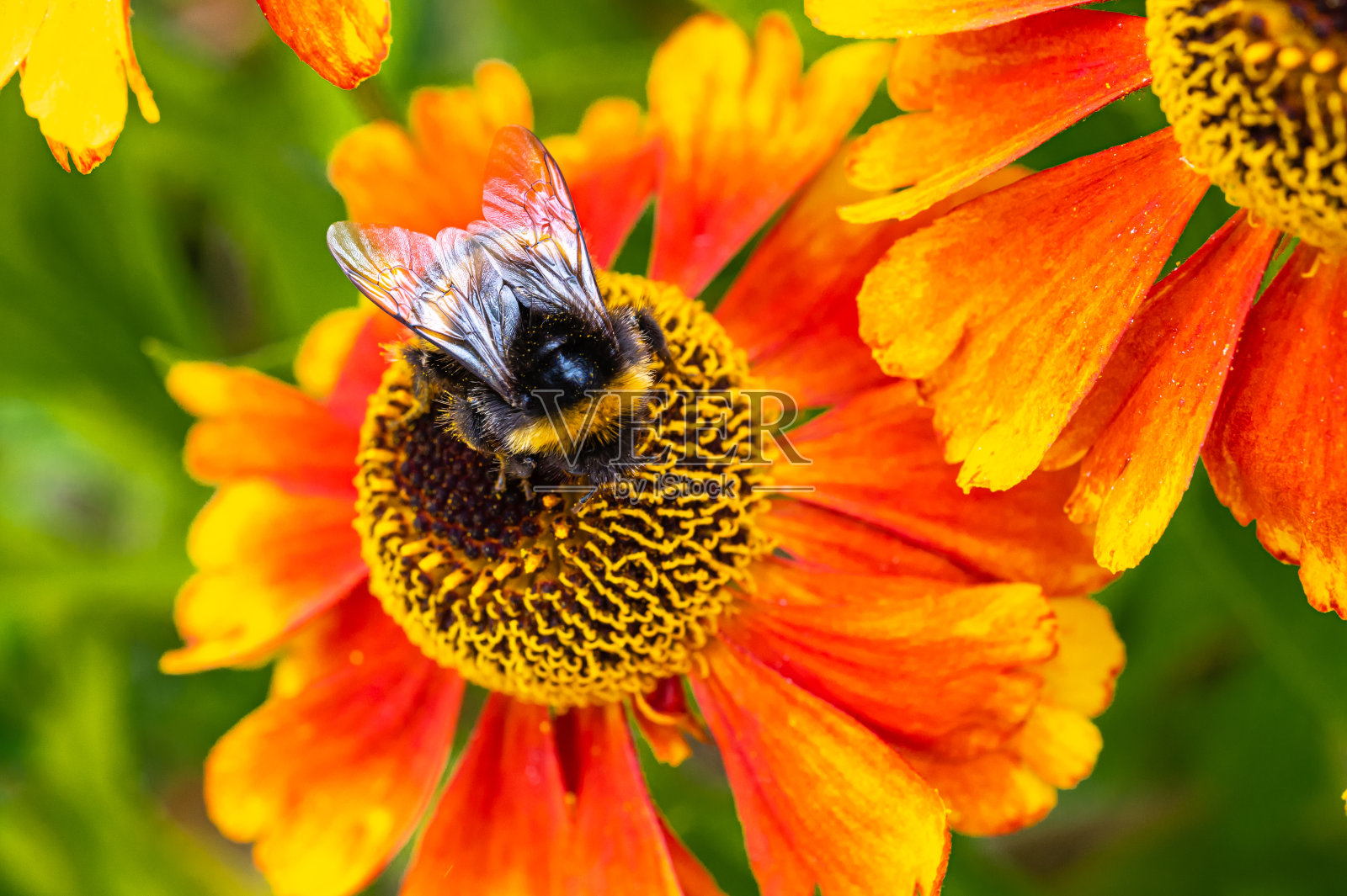 大黄蜂从花中收集花粉照片摄影图片