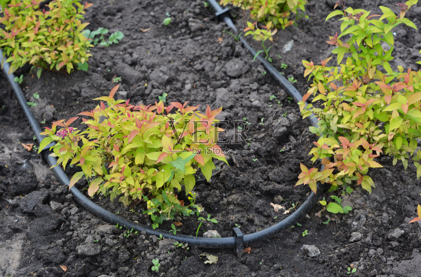 景观设计中的滴灌。绣线菊:带有滴灌系统的观赏绣线菊小丛。照片摄影图片