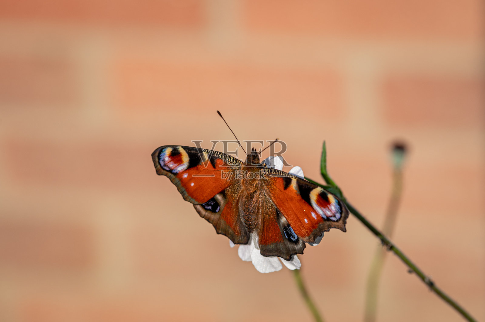 孔雀蝴蝶，阿格莱丝，栖息在一朵白色的花上照片摄影图片