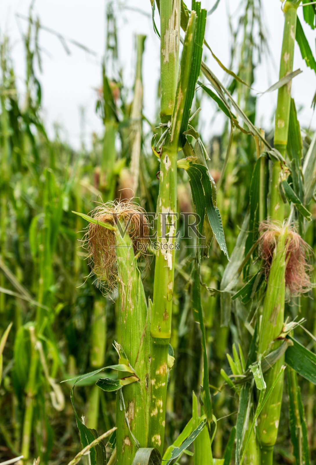 近距离拍摄的冰雹毁坏了田野里的玉米穗轴照片摄影图片