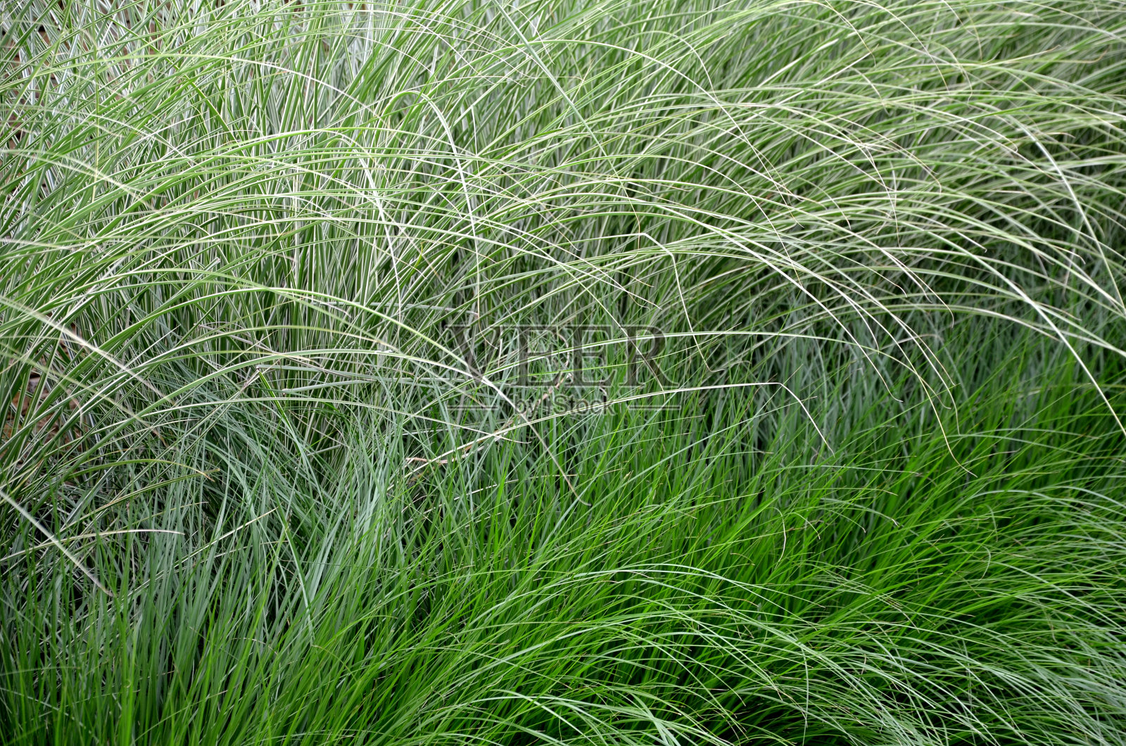 它清新的，深绿色的叶子精致的颜色看起来优雅和豪华的同时。增长非常密集。略微下垂的叶尖给植物一个真正优雅的外观照片摄影图片