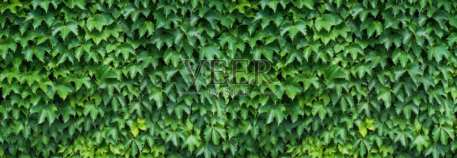墙上的常春藤照片摄影图片