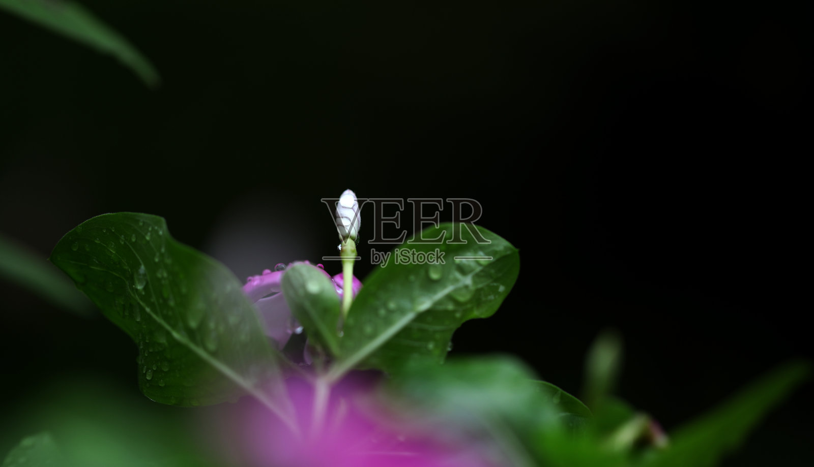 自然美照片摄影图片