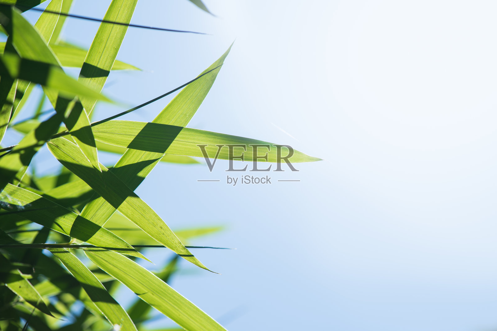 绿竹叶照片摄影图片