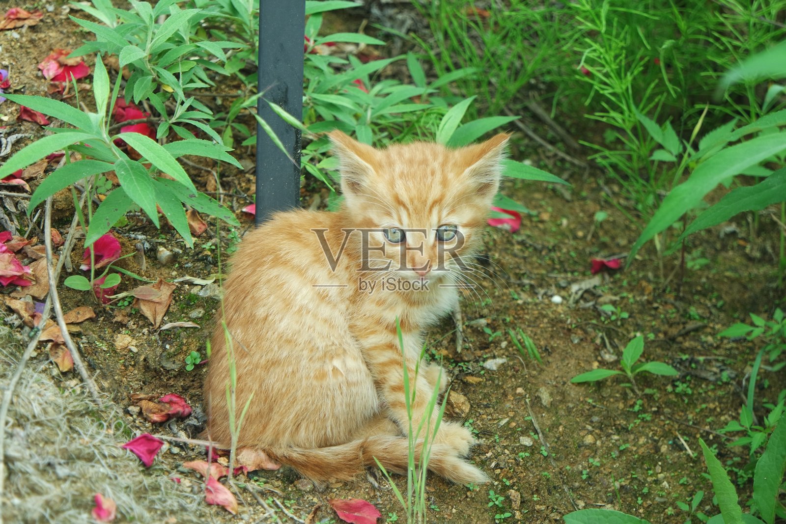 花园里的黄色斑猫照片摄影图片