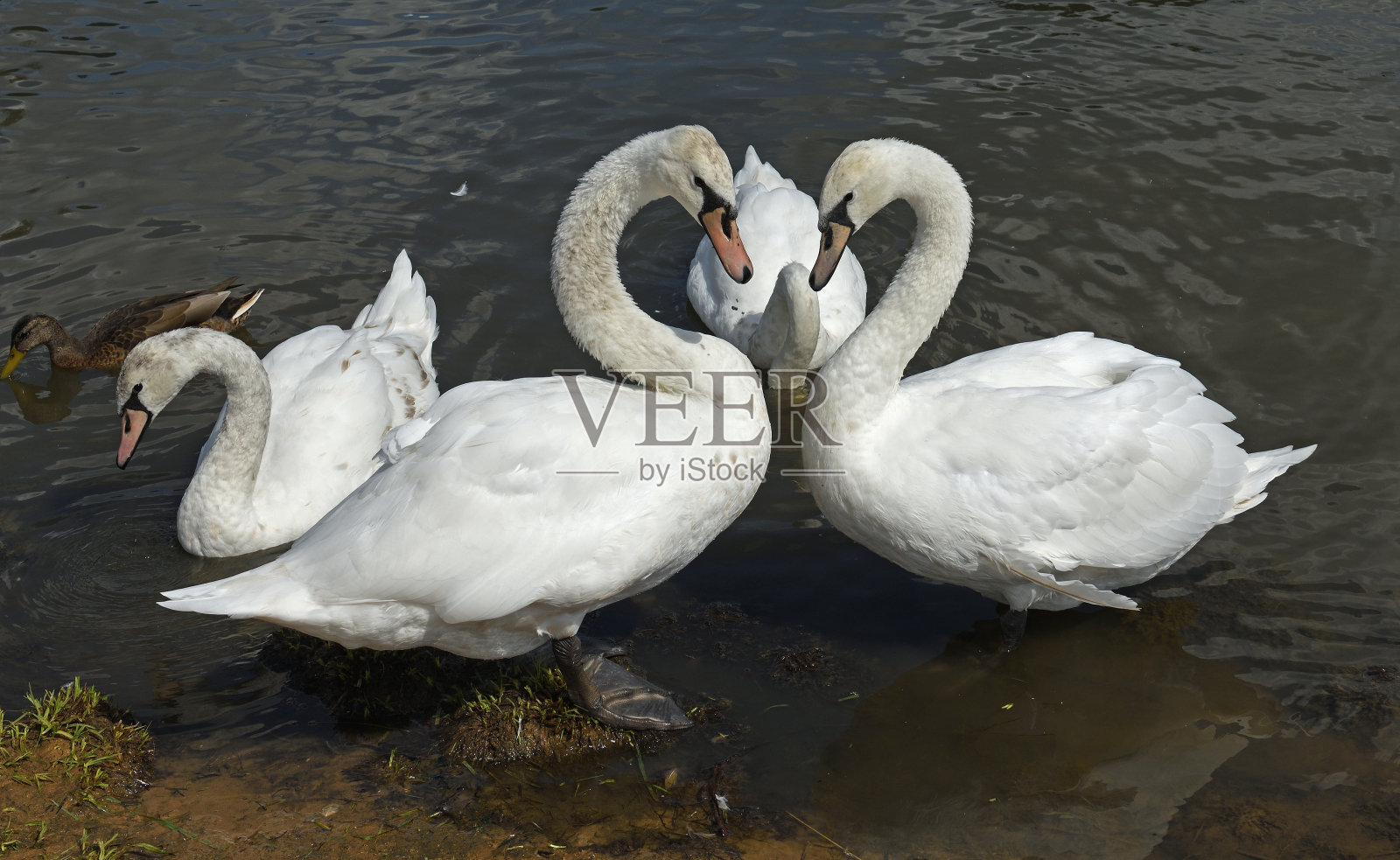 疣鼻天鹅，天鹅的一种，是鸭科水禽的一员照片摄影图片