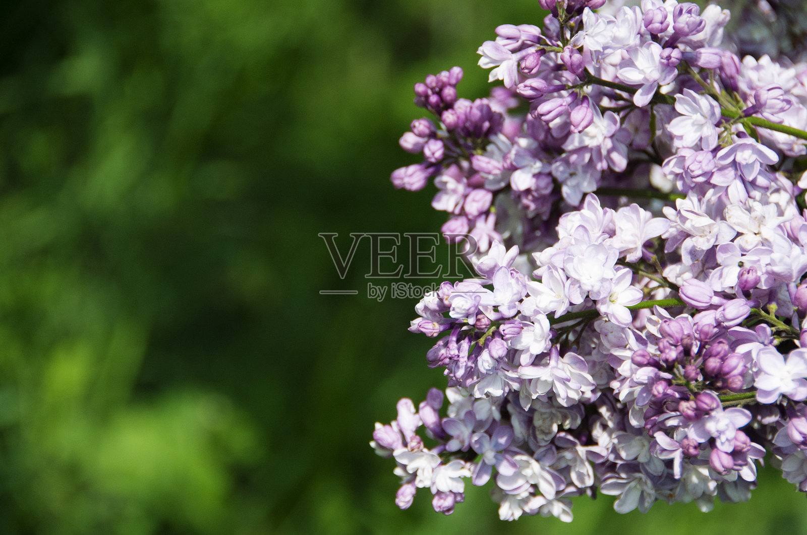 郁郁葱葱芬芳的丁香花在模糊的背景照片摄影图片