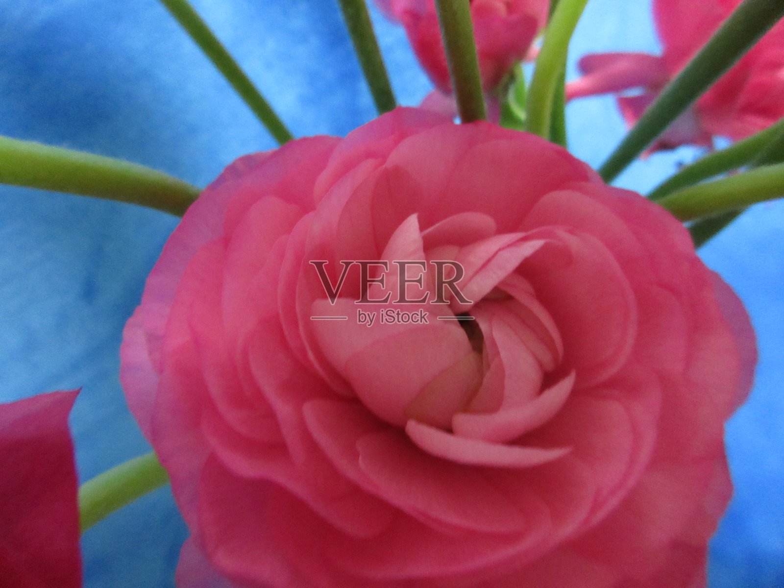 毛茛属植物照片摄影图片