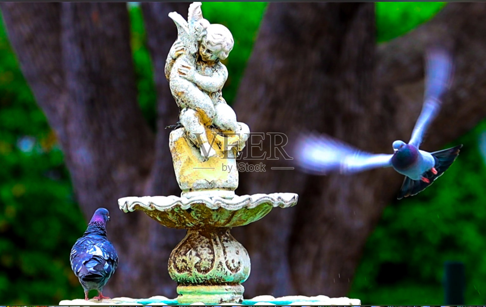 在澳大利亚新南威尔士州的悉尼郊区公园，两只鸽子走在喷泉的边缘照片摄影图片