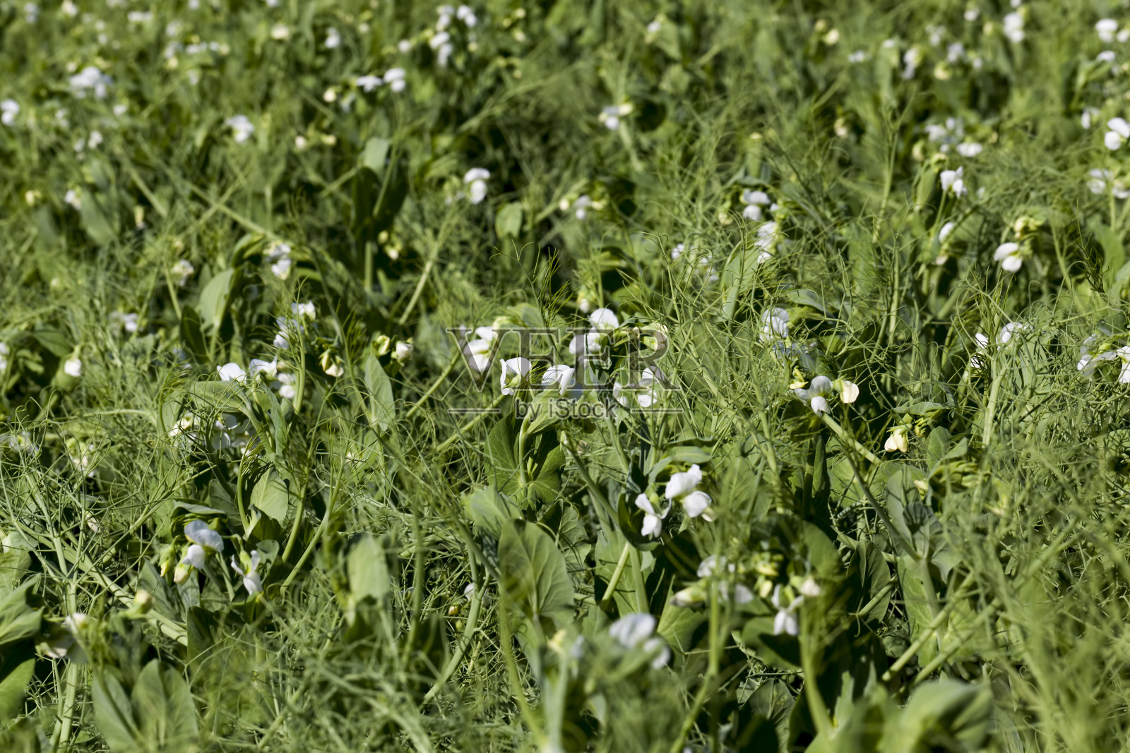 豌豆开着白花照片摄影图片