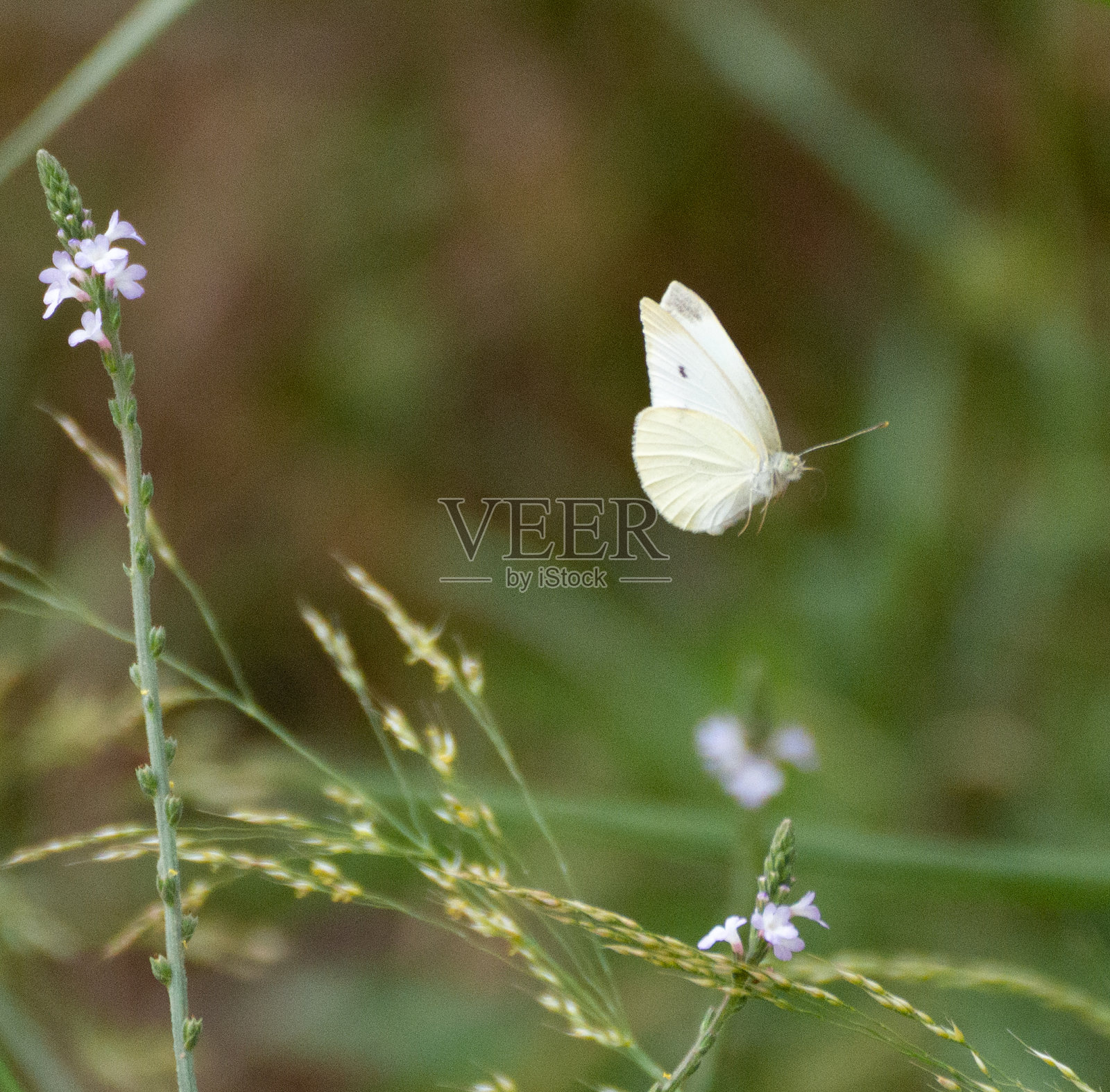 微距拍摄的蝴蝶飞行与背景散焦。有选择性的重点。地区rapae照片摄影图片