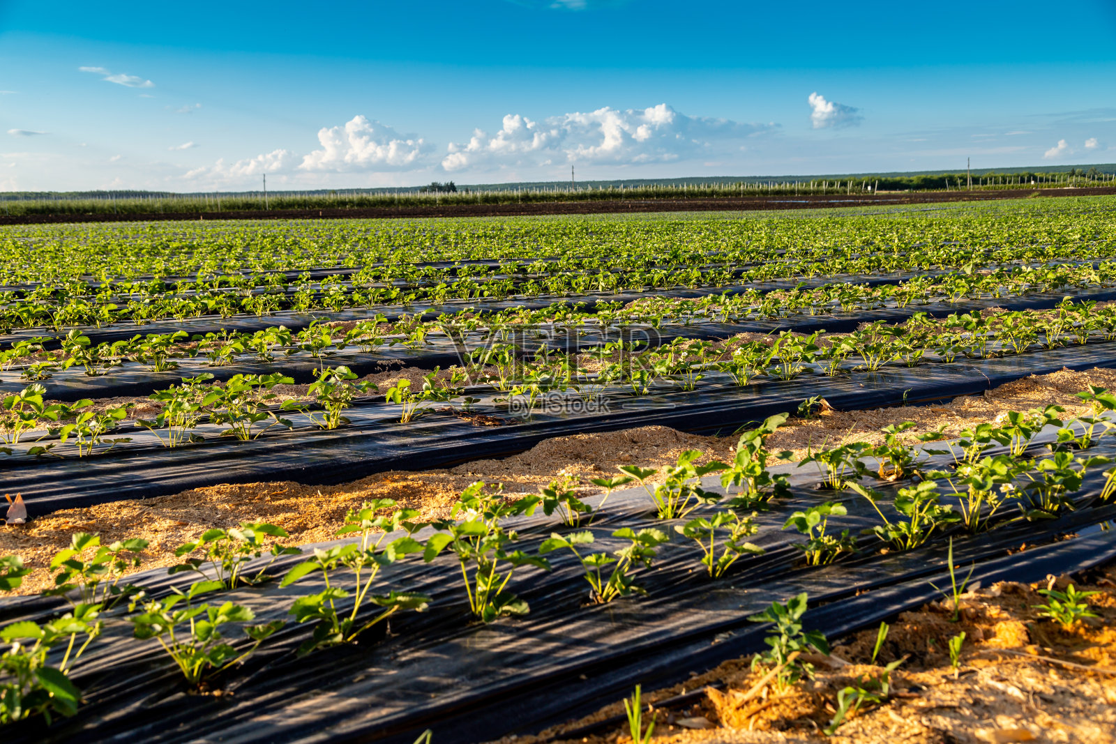 农业景观。蓝色天空下的草莓田照片摄影图片