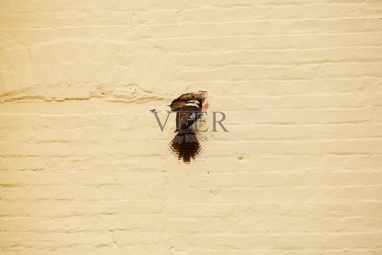 笑翠鸟试图扩大建筑物墙上的洞照片摄影图片