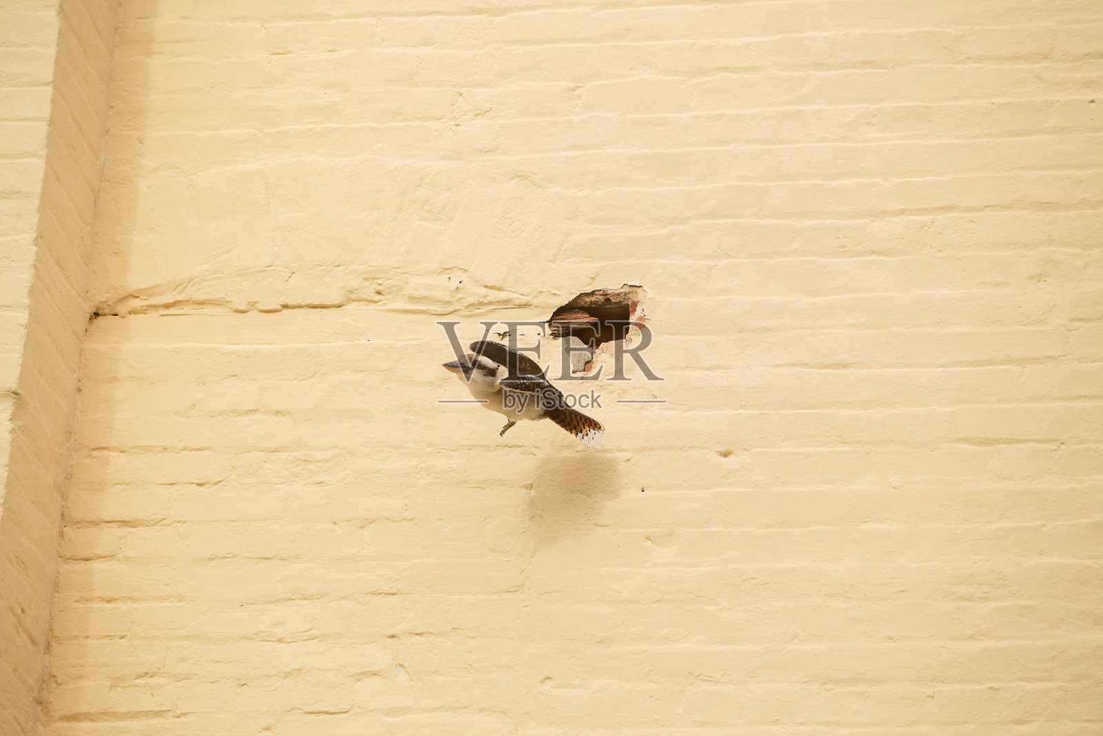 笑翠鸟试图扩大建筑物墙上的洞照片摄影图片