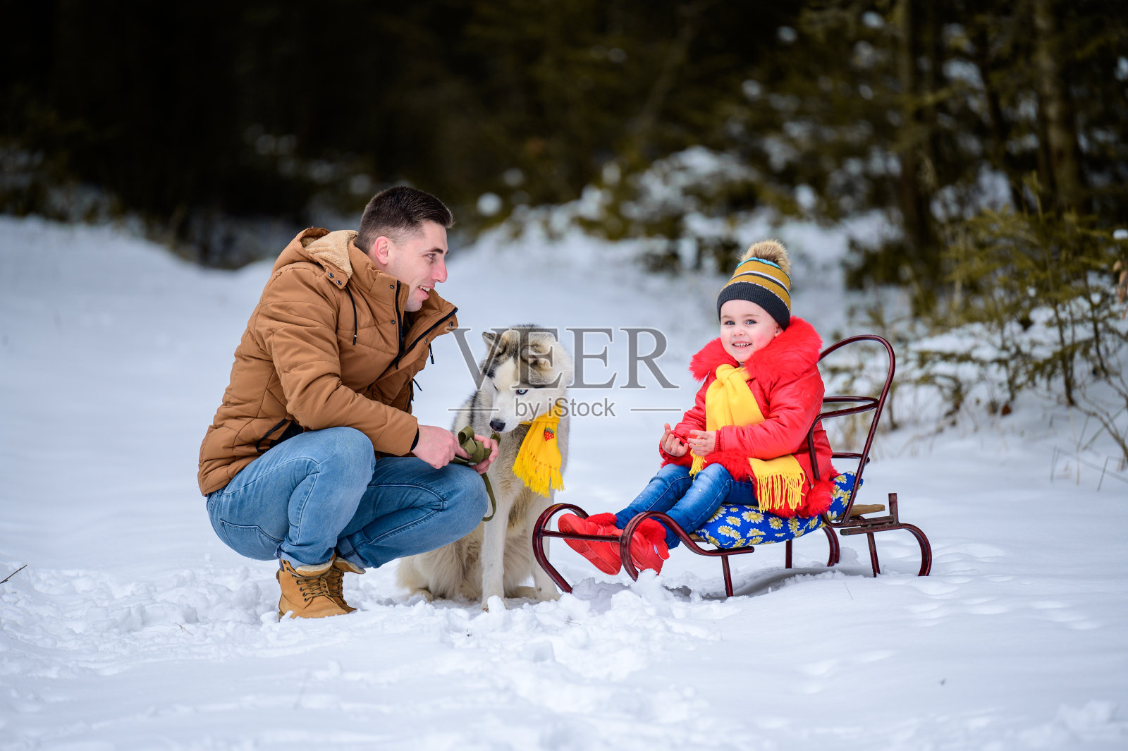 哈士奇在树林里与主人和女儿一起，驾着雪橇穿越树林，玩哈士奇游戏。照片摄影图片